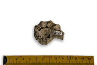 F 02067
<br/>
<br/>
<em></em>